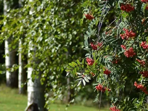 Apua päihdeongelmaan, Hoitokoti Kangaskartano